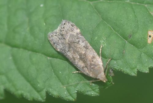 Réf. 328 649 : Anacampsis sp.